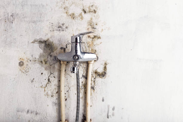 Best Toxic Mold Removal  in World Golf Village, FL