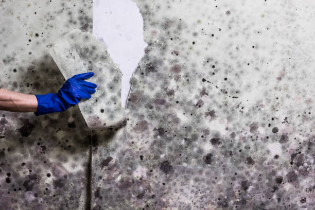 Best Commercial Mold Removal  in World Golf Village, FL